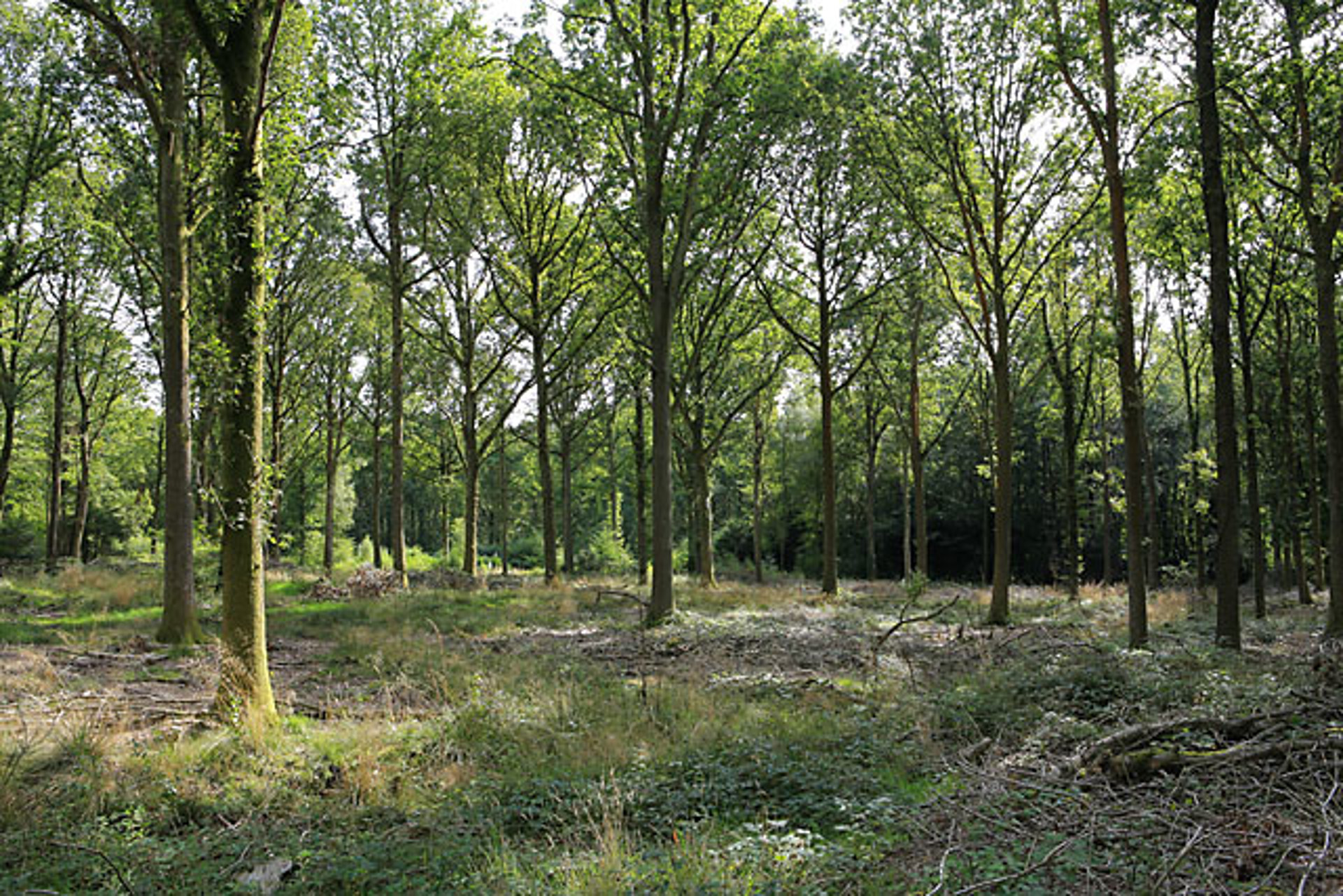 forest of bere in denmead