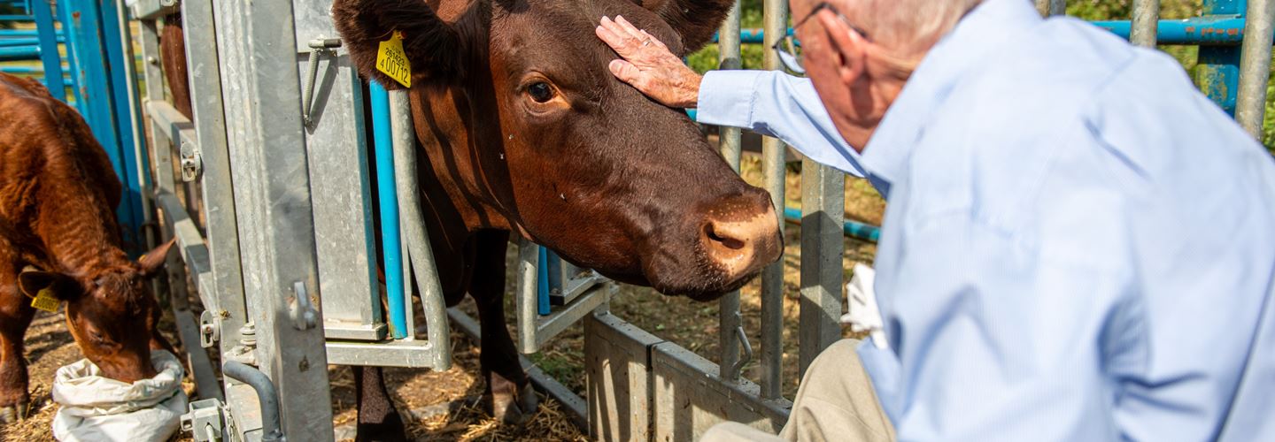 Client petting a Cow