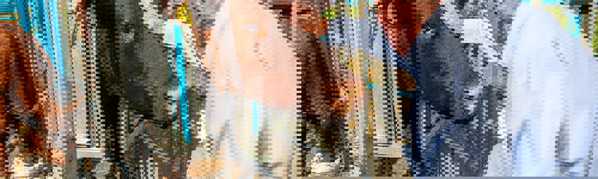 Client petting a cow