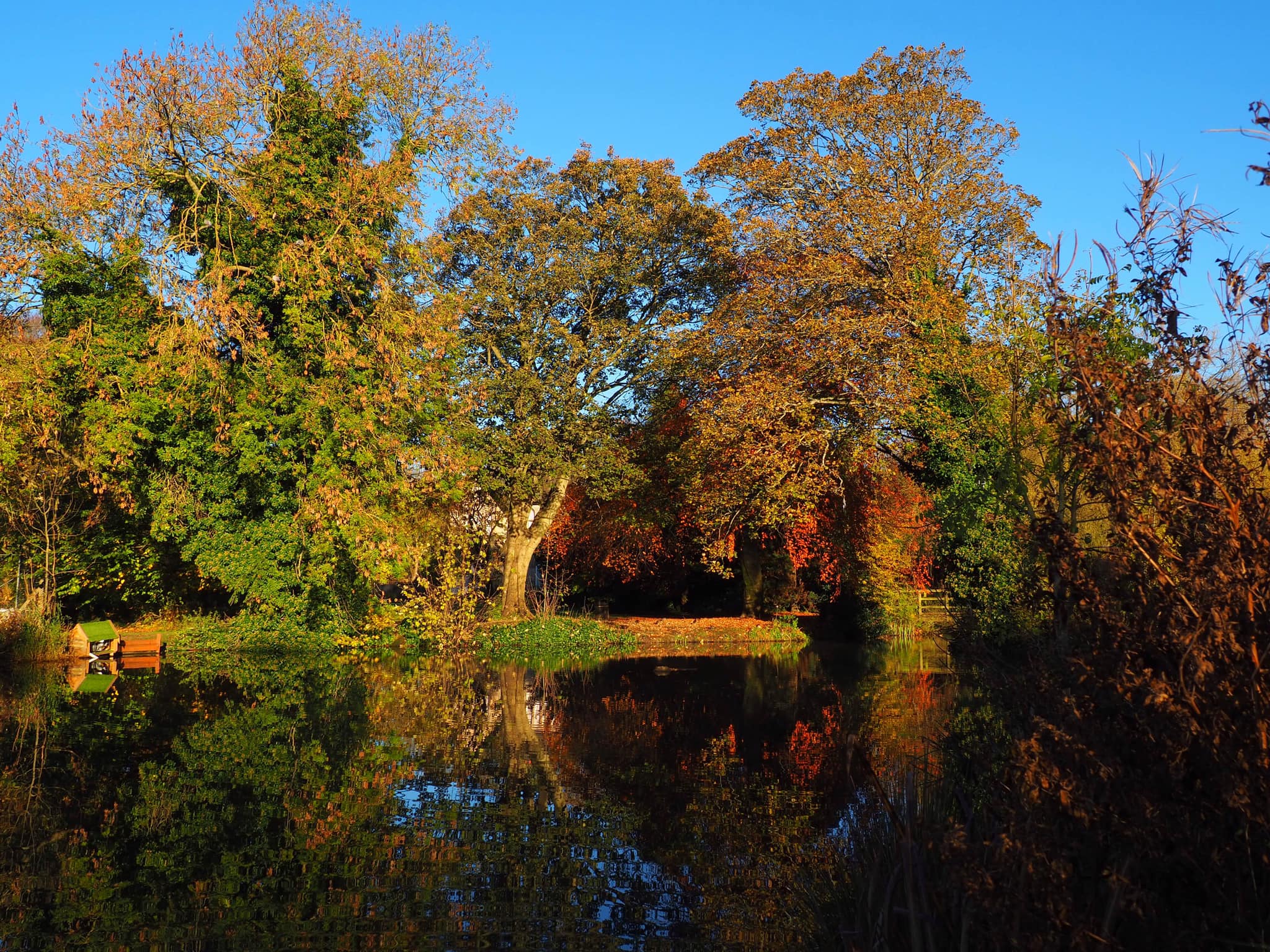 trees and water in nunroyd Park, Guiseley