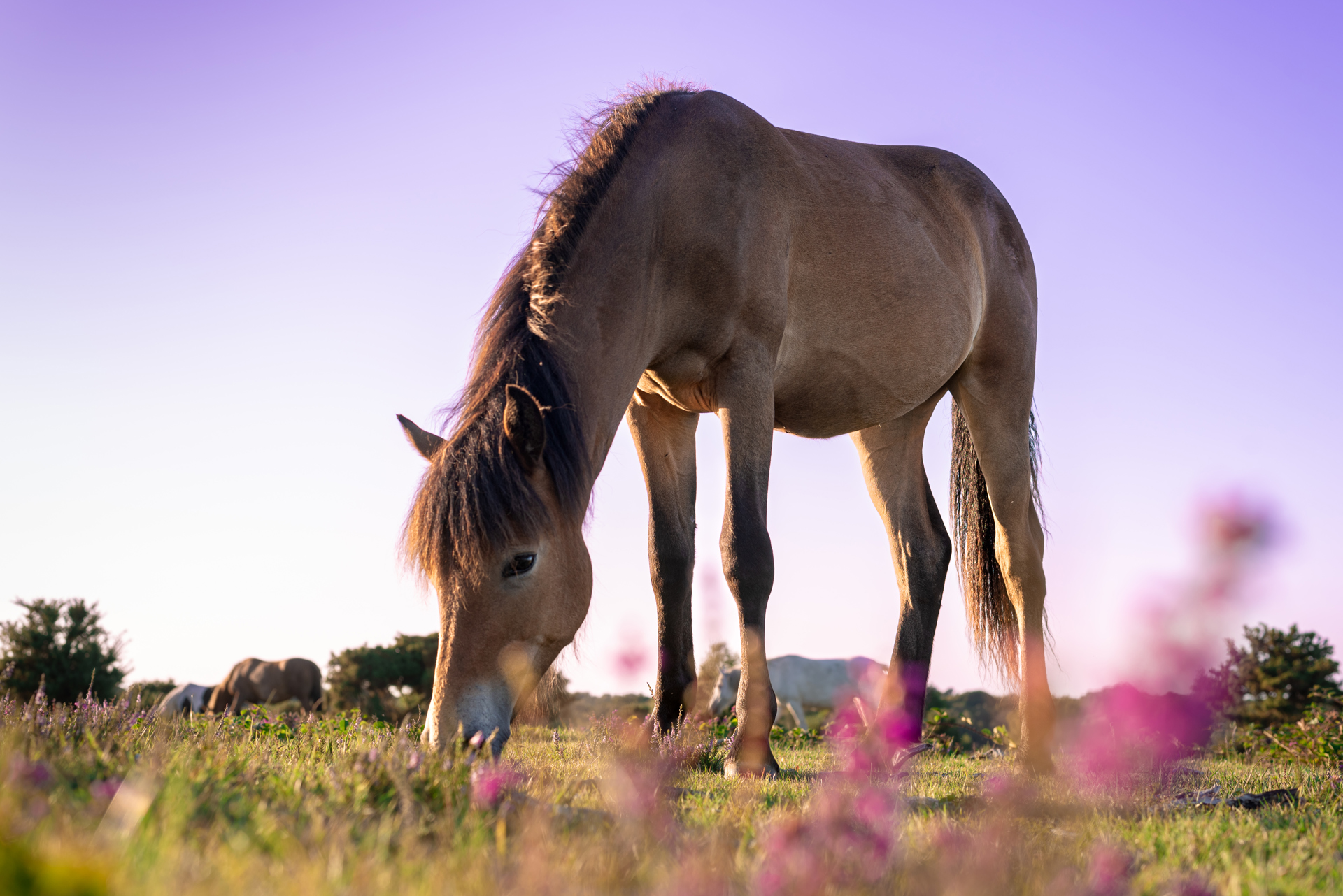 New Forest Horse - Photo by Lucy Cull