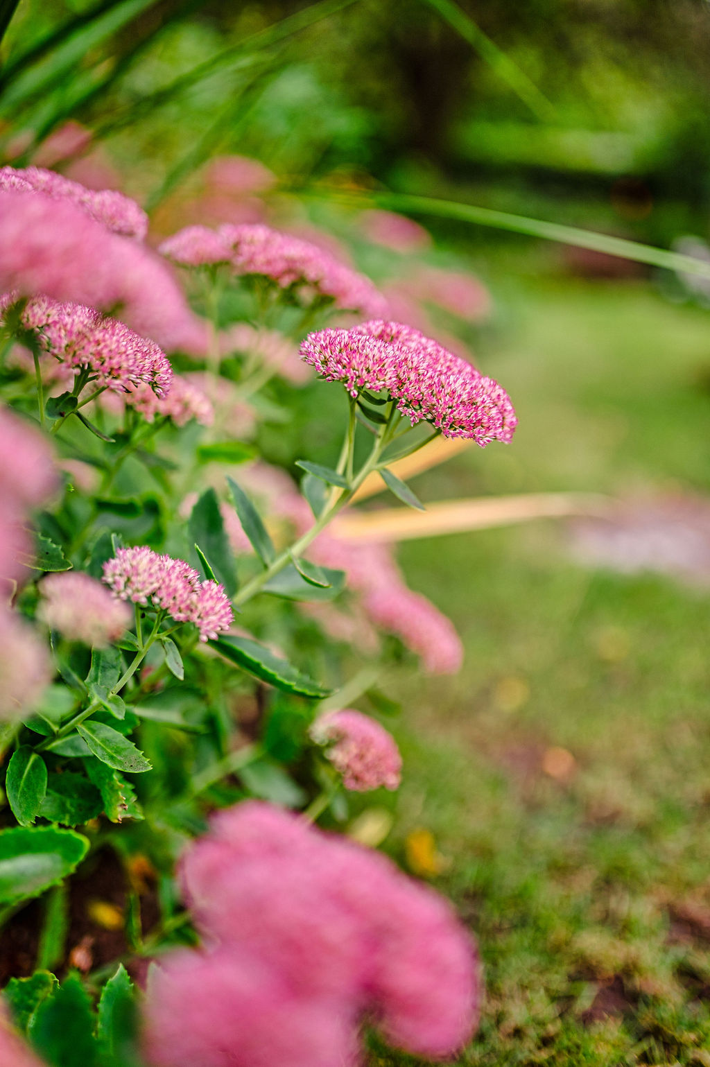 Flowers in Shifnal Sensory Garden