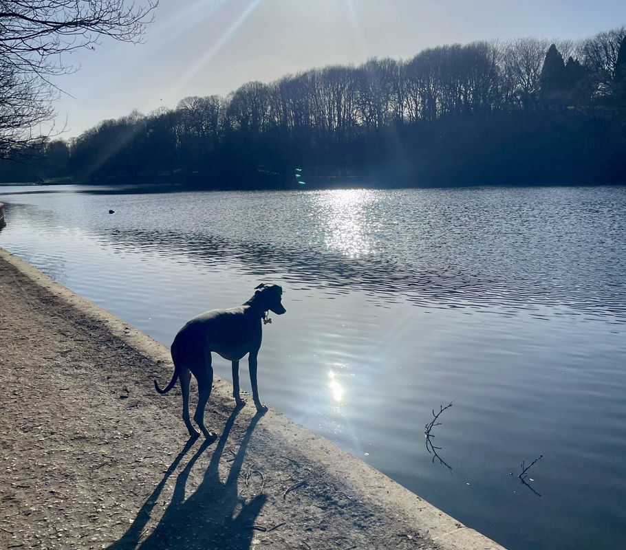 Alfie the dog overlooking the lake in Roundhay during the Walk for Hearts challenge.
