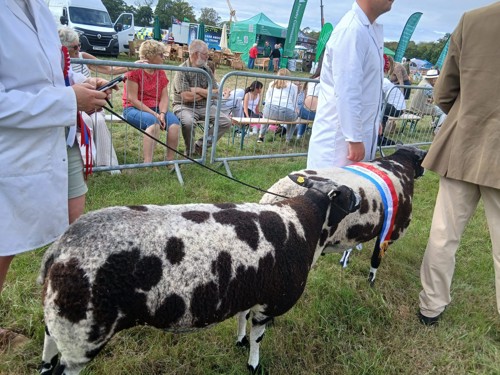 Pedigree Dutch Spotted sheep