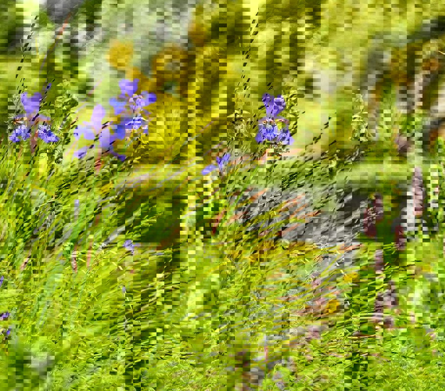 flowers in york gate gardens in adel