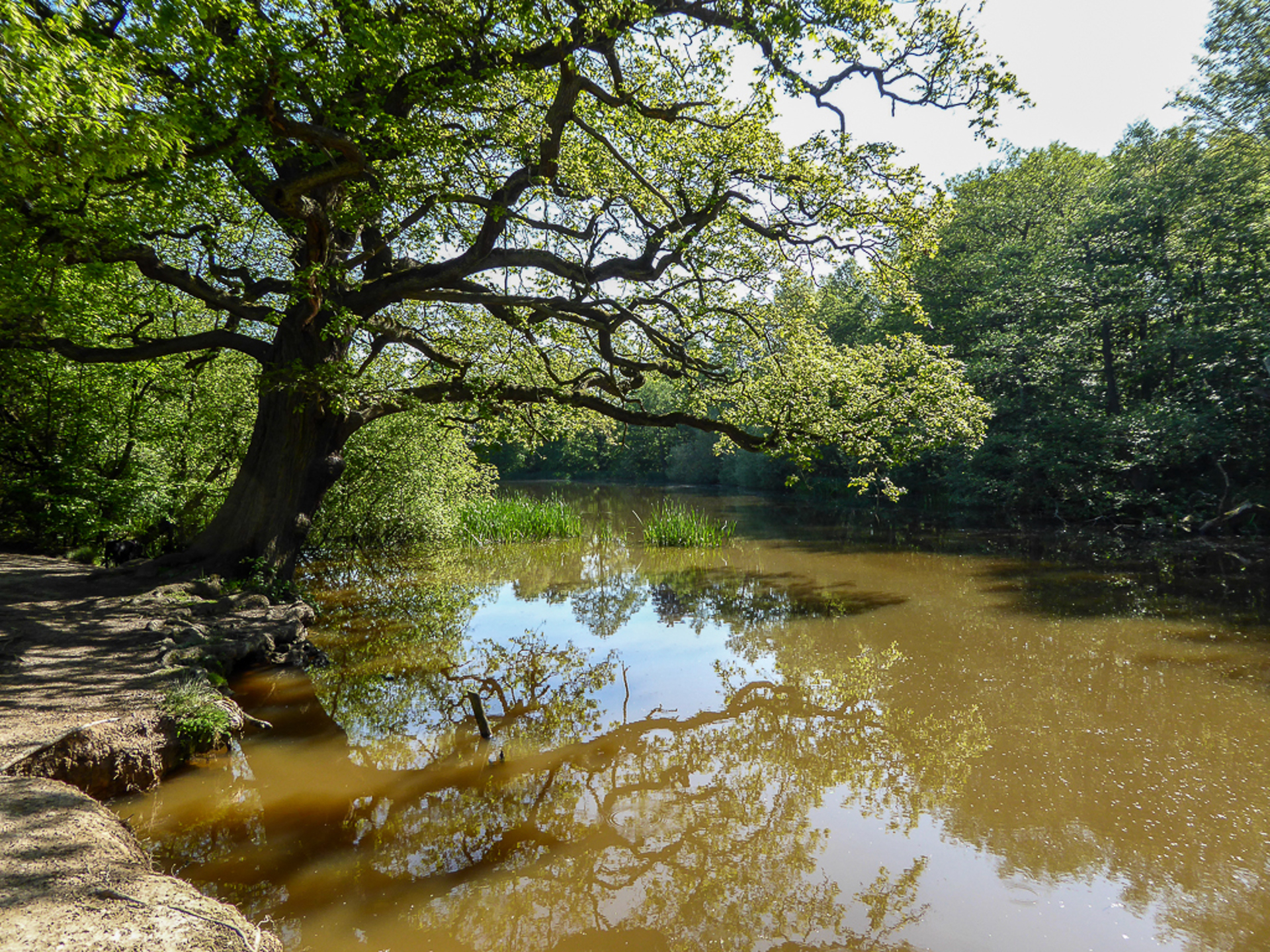 tree and nature in Trent Park, Cockfosters
