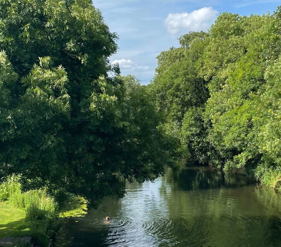 trees and water in mid sussex