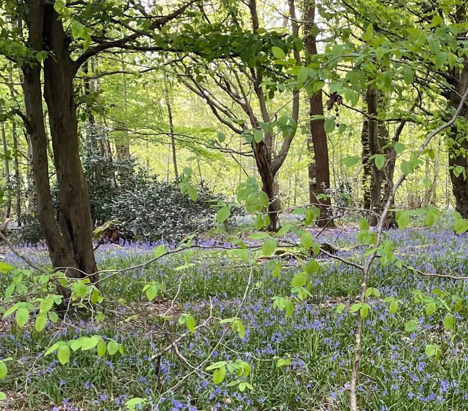 Forest walks near Hassocks