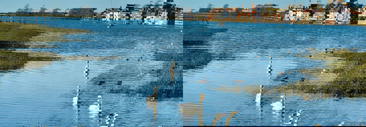 water and swans in Bosham