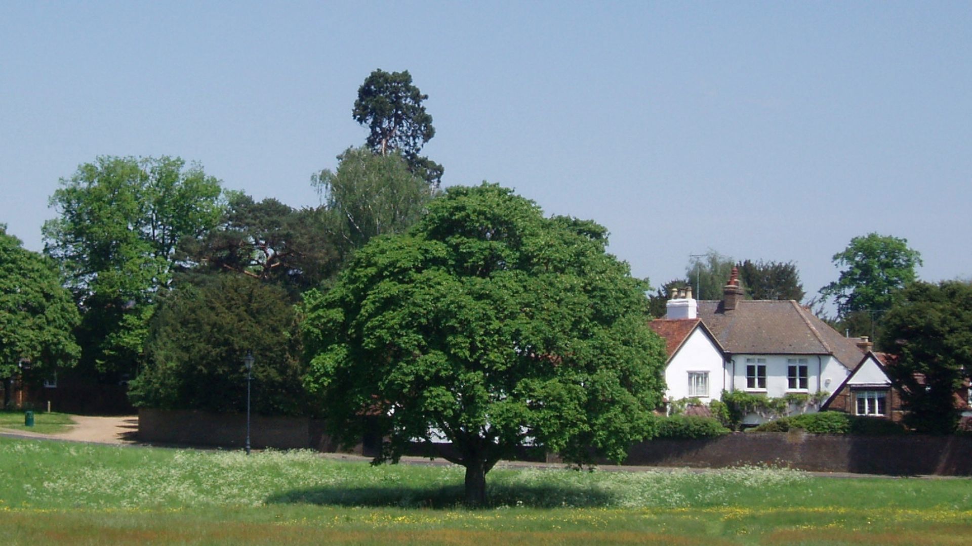 green field and tree in Redbourn