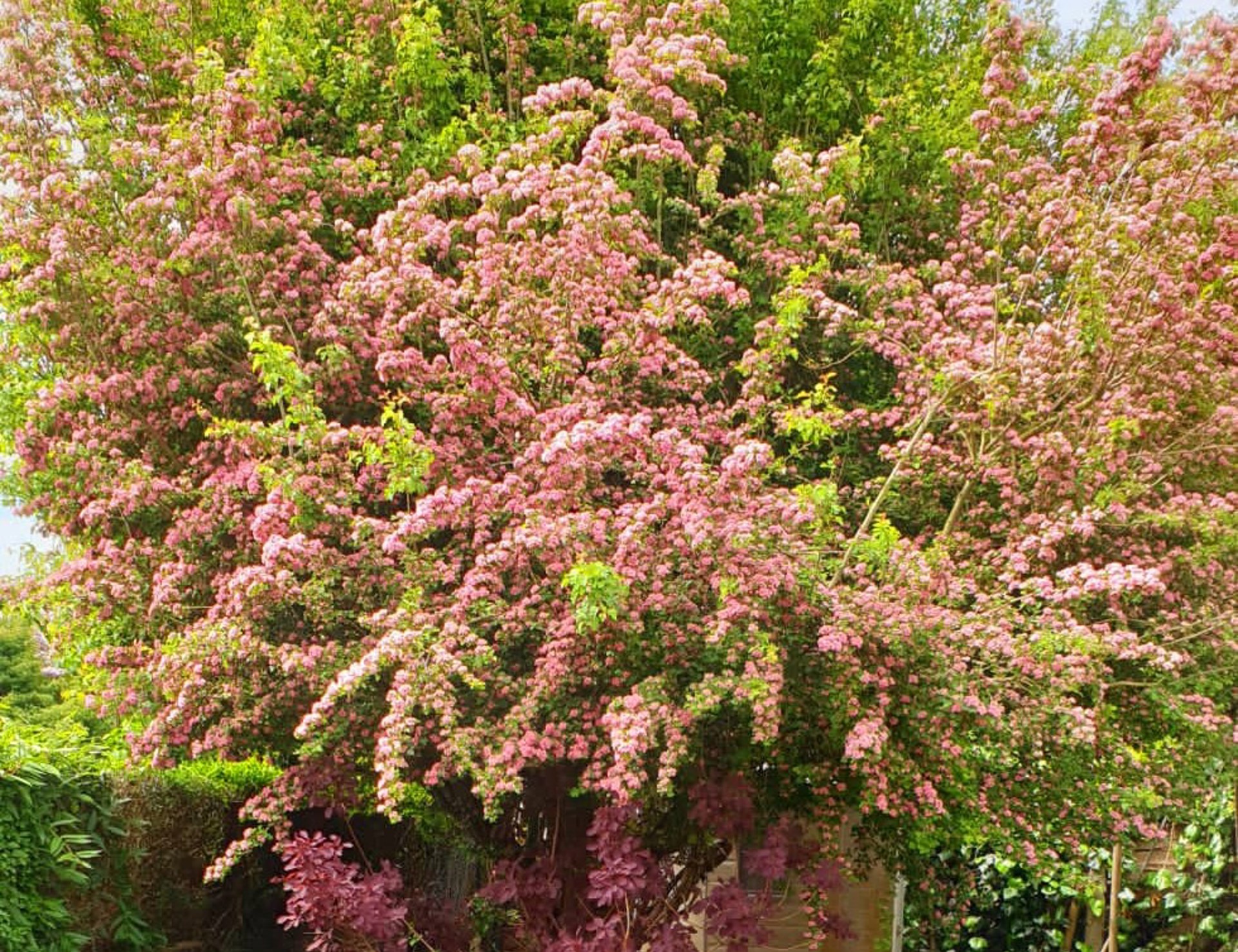 Blossom Tree