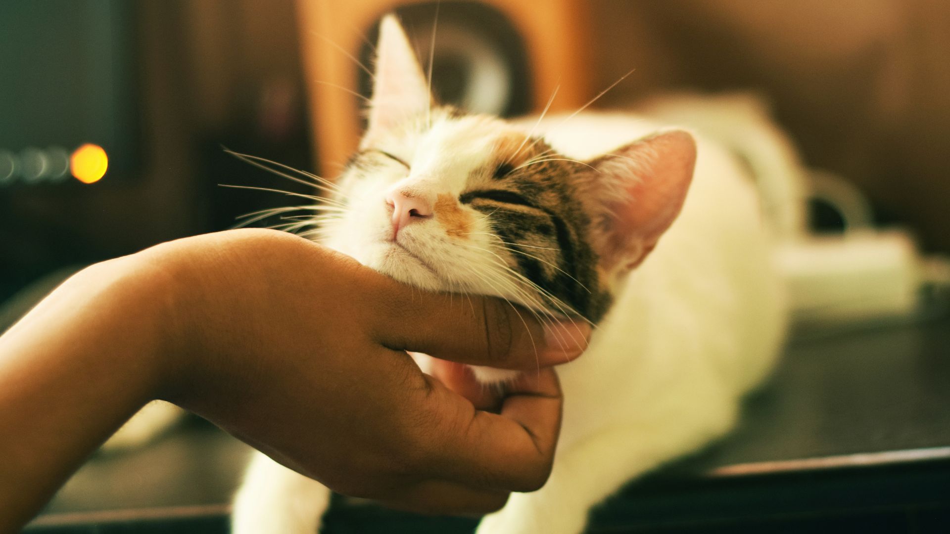 person stroking a sleeping cat