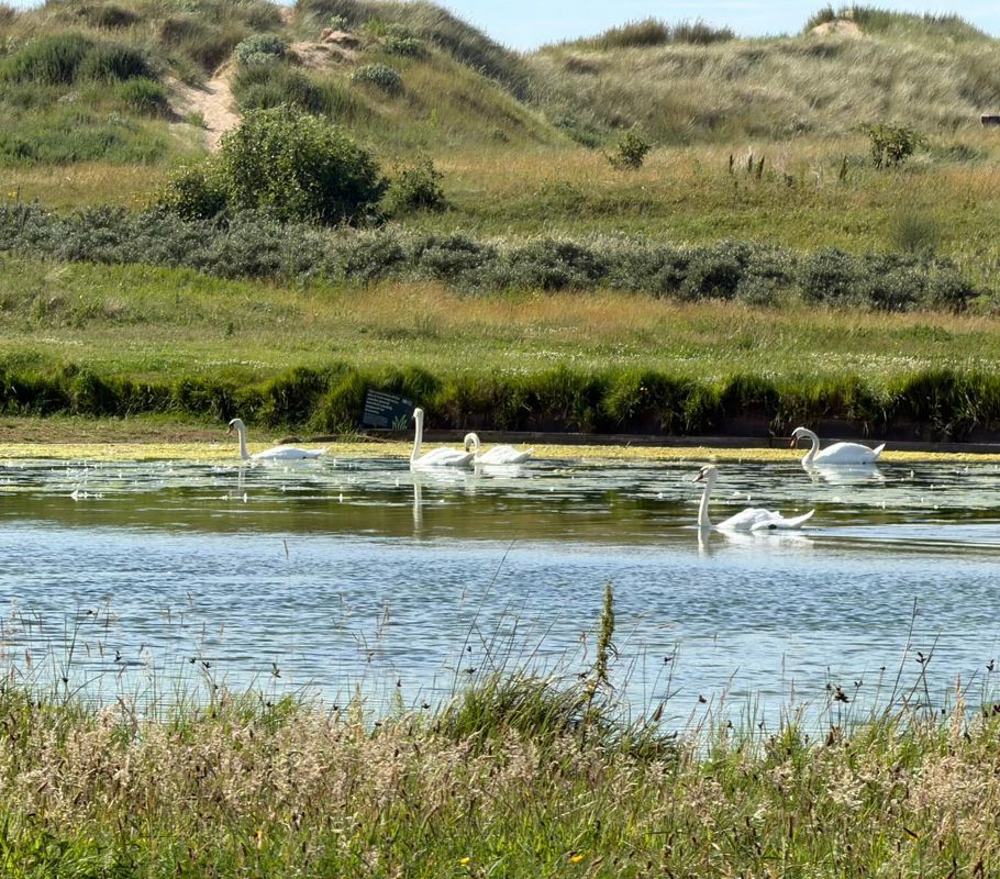 Swans around Crosby Beach