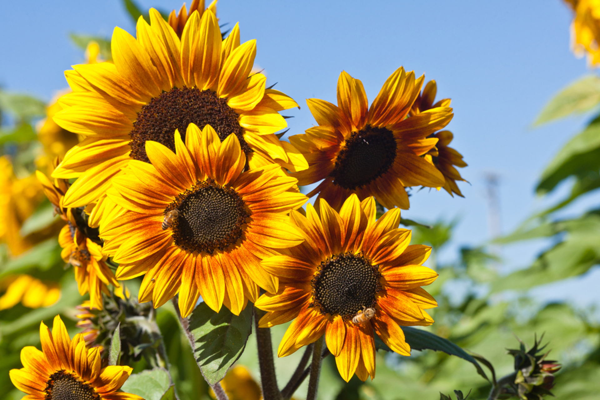 Sunflowers