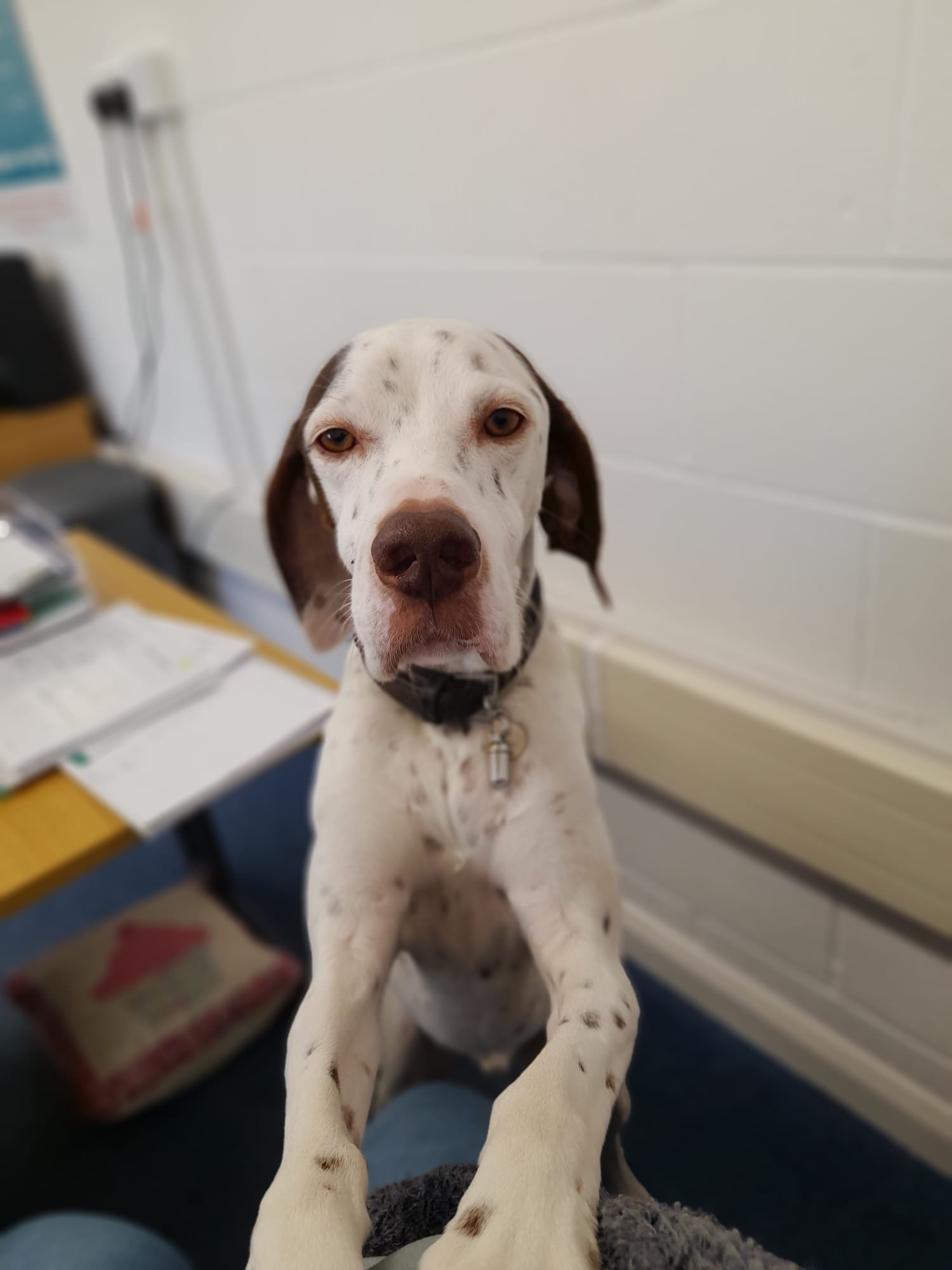 Pawfect office companion