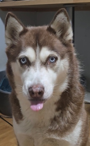Maya