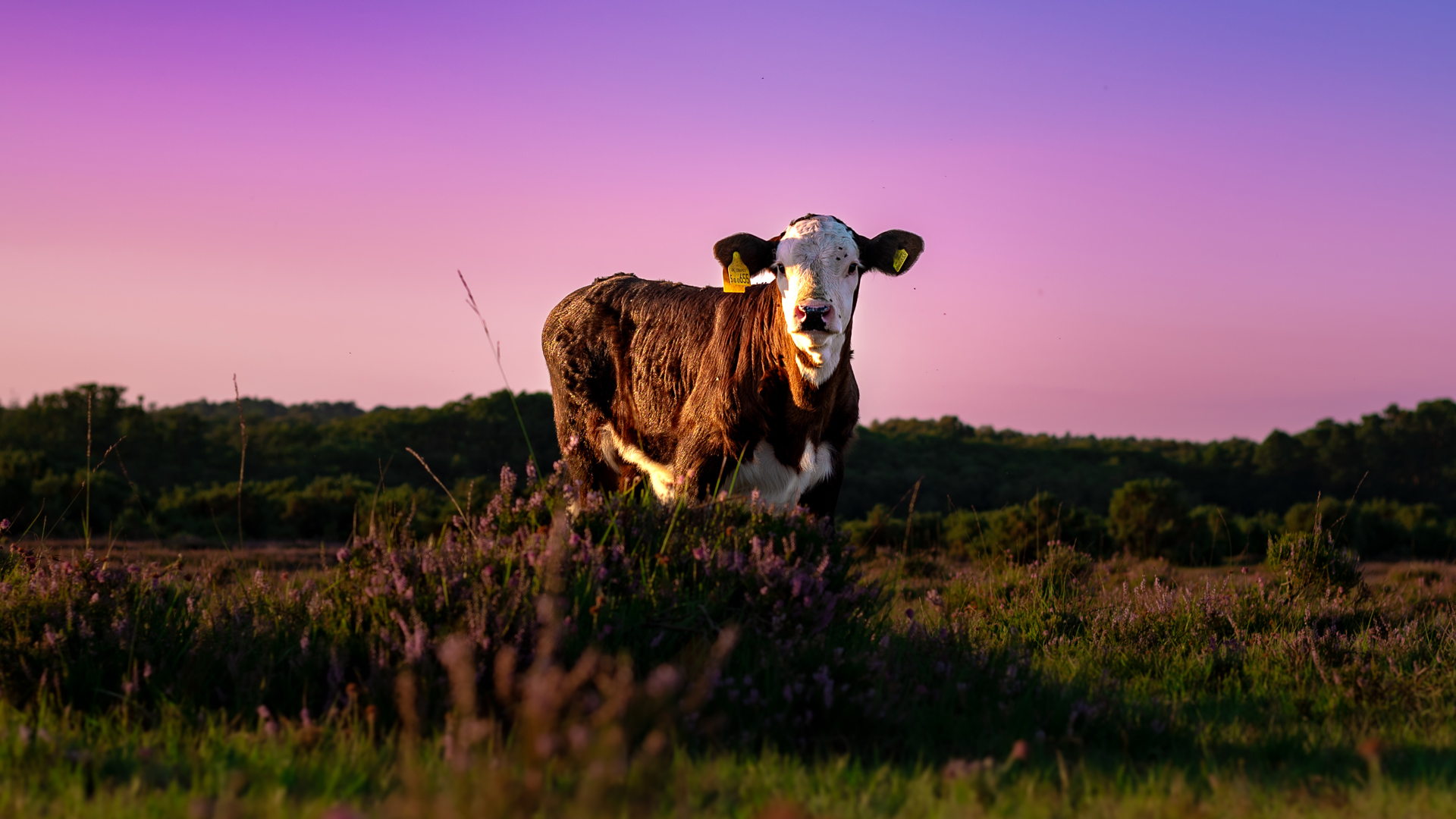 Calf in The New Forest - Photography by Lucy Cull