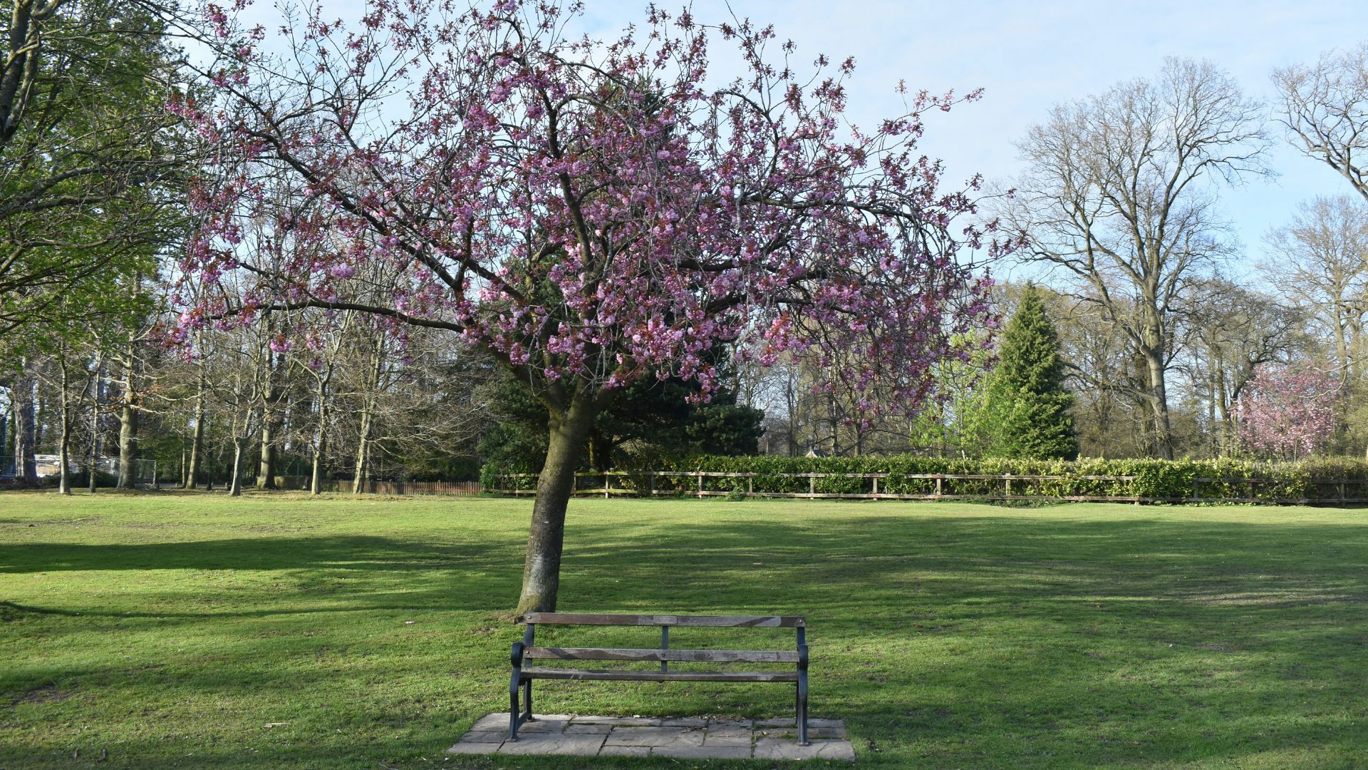 tree and bench in worden park in leyland